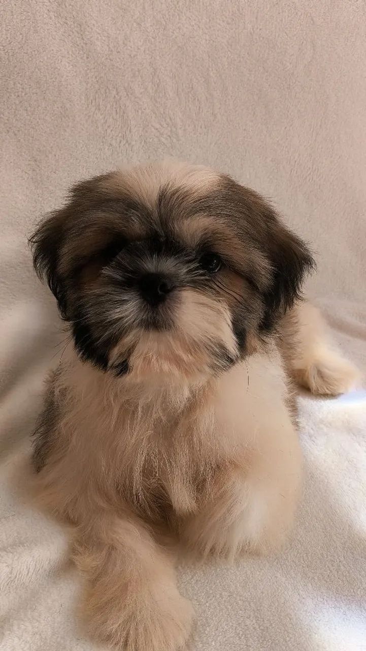 Machinho de shih-tzu  - Foto 2