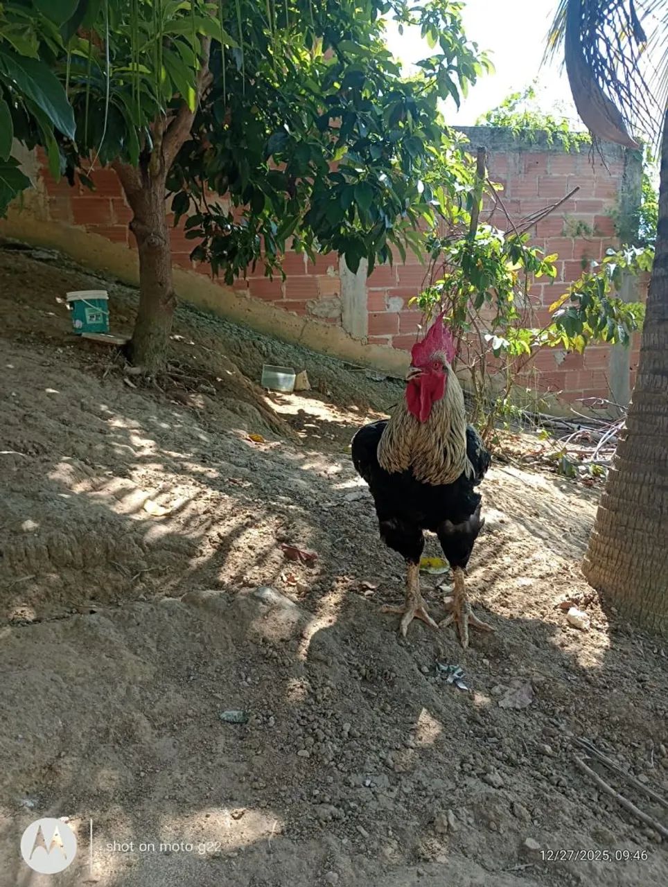 Casal de gsb - Foto 2