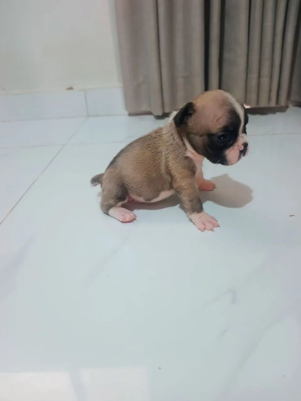 Bulldog francês  - Foto 3