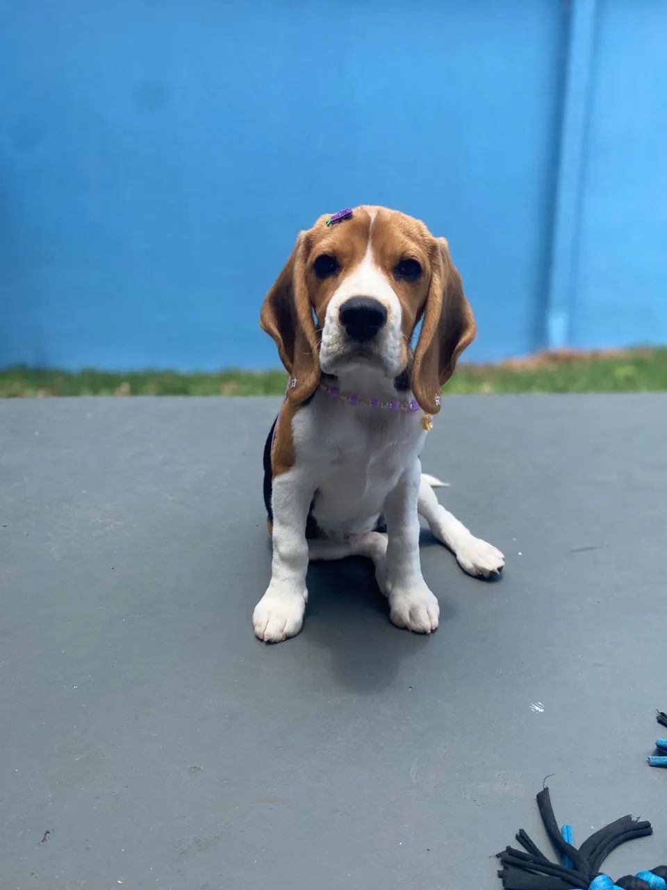 Vende-se filhote de 4,5 meses - Beagle