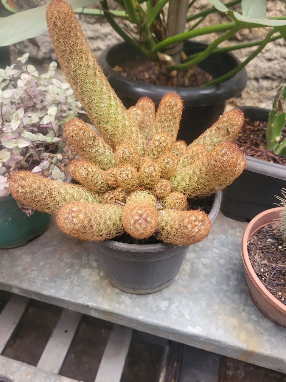 Suculenta e cactos - Foto 4