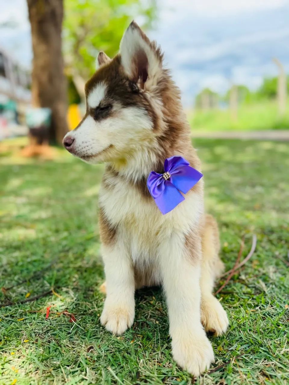 LINDOS FILHOTES DE HUSKY WOOLY - Foto 6