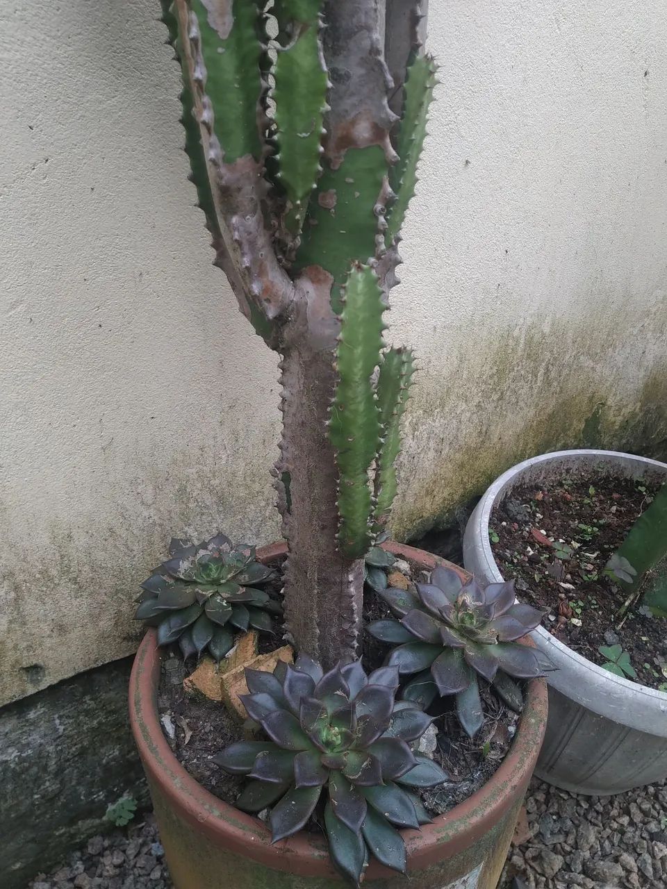 Cactos com vaso cerâmico - Foto 4