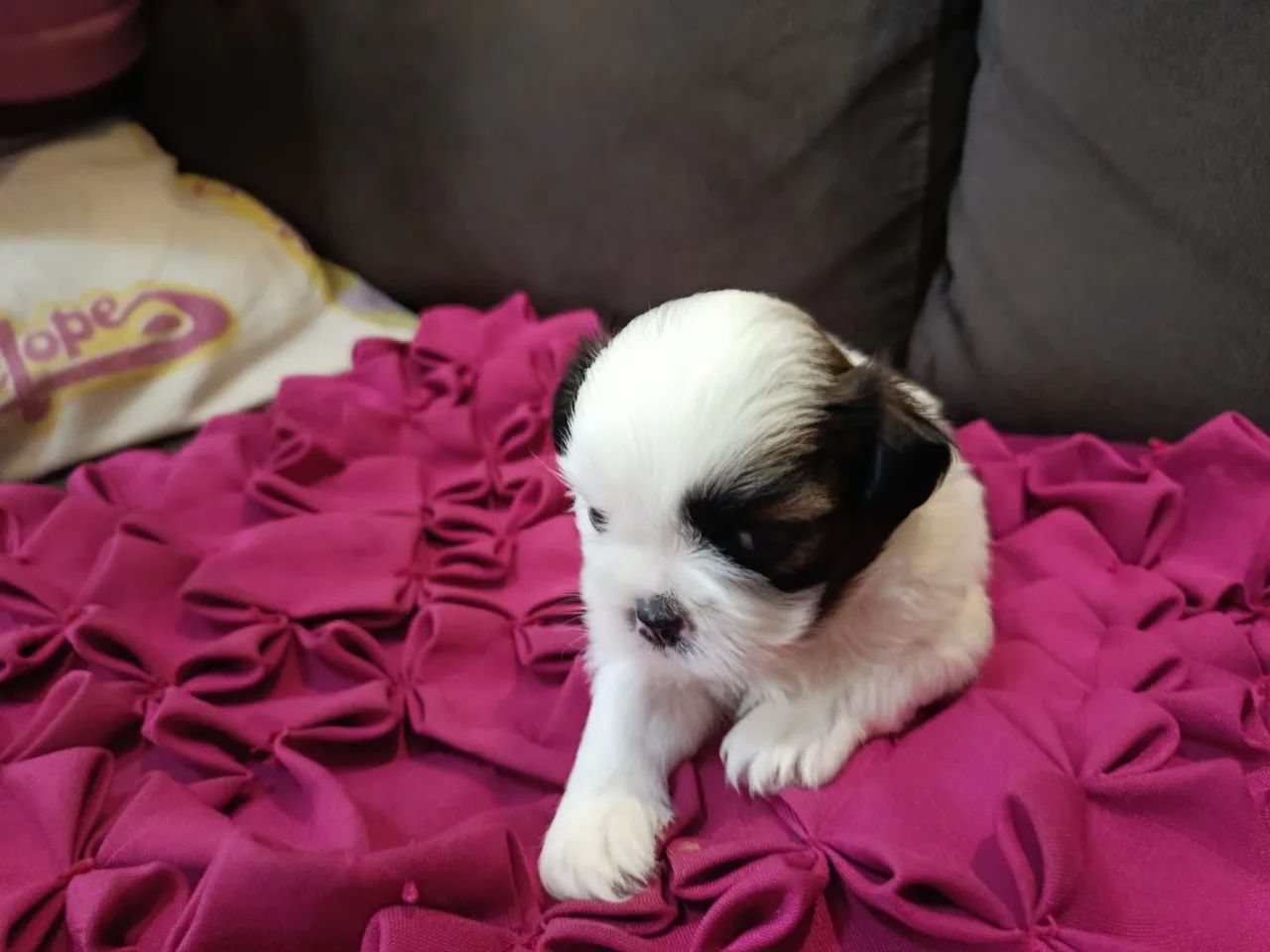 Cachorrinho 