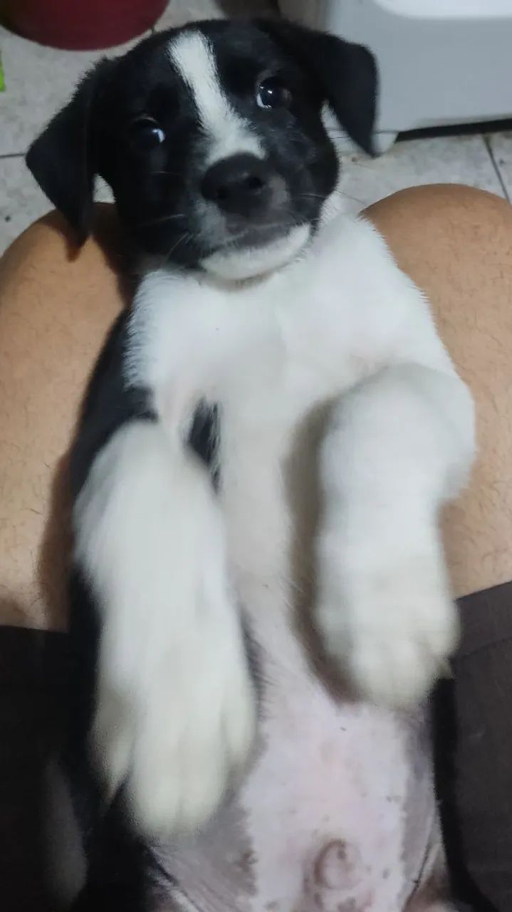 Doação ...filhotes de cachorros - Foto 5