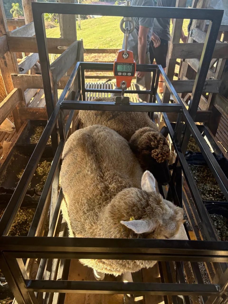 Balança para pesar ovelhas de até 150kg - Foto 3