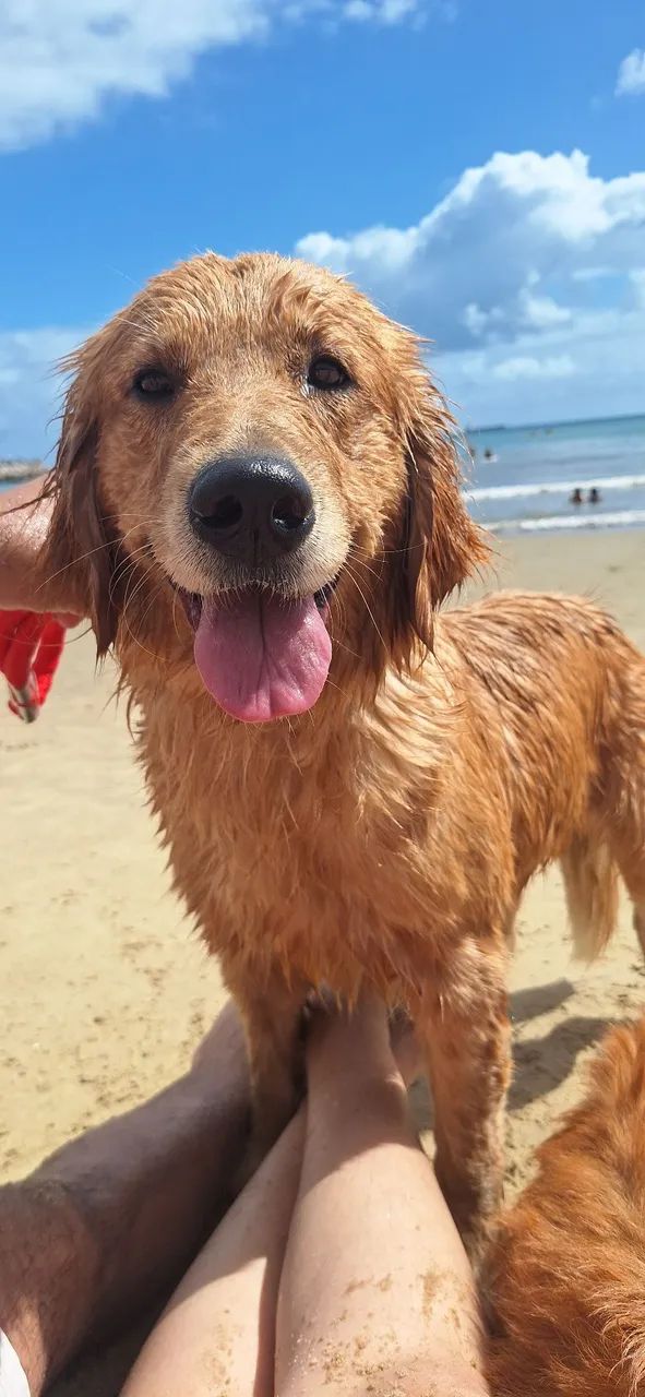 Golden Retriever - Foto 2