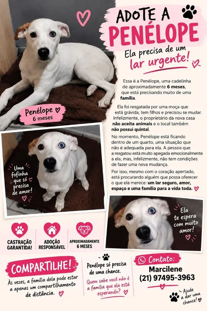 ADOÇÃO RESPONSÁVEL PENÉLOPE 