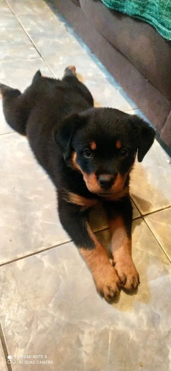 Cachorro ? - Foto 2