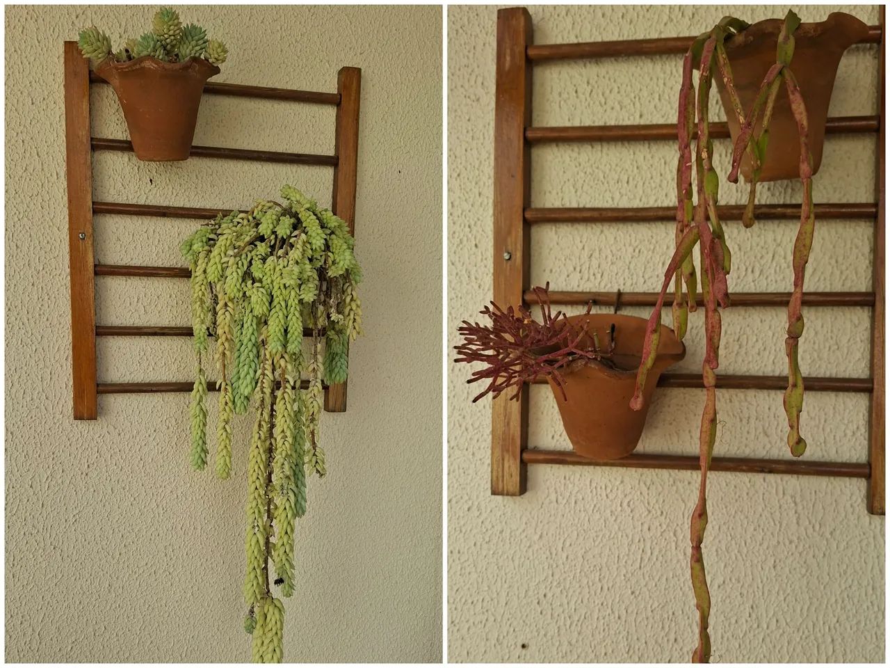 Coleção suculentas e cactos  - Foto 3