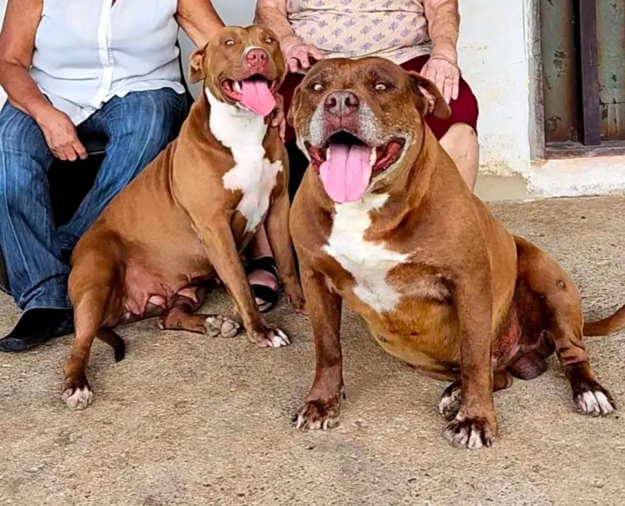 Ninhada de Pitbull disponível para reserva