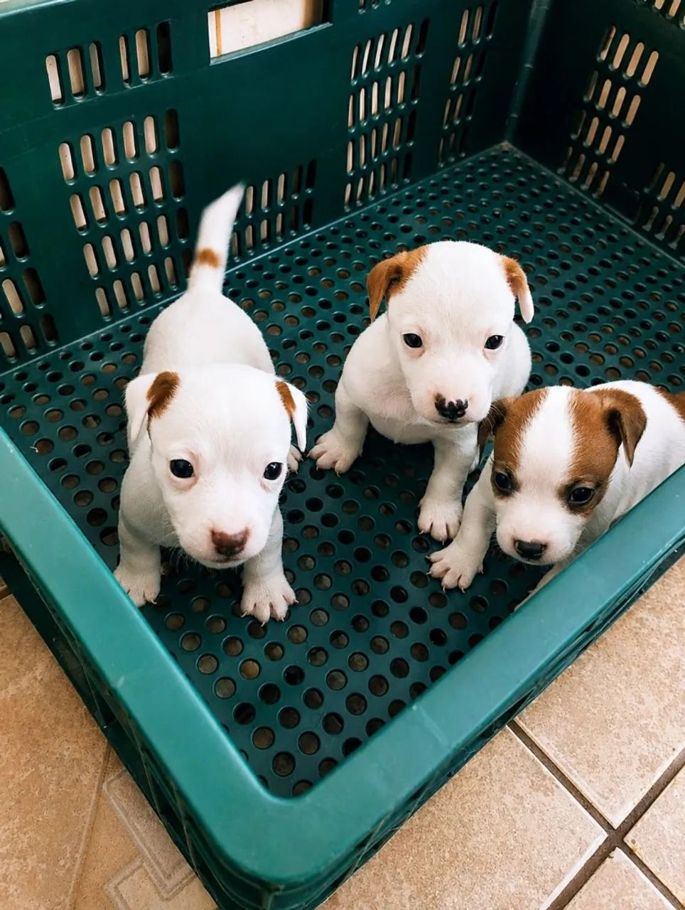 Jack Russell Terrier 
