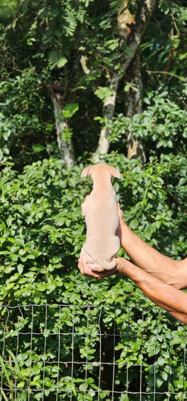 Galguinho bebê lindo - Foto 4