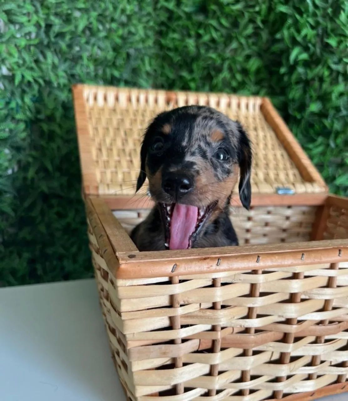Dachshund perfeito