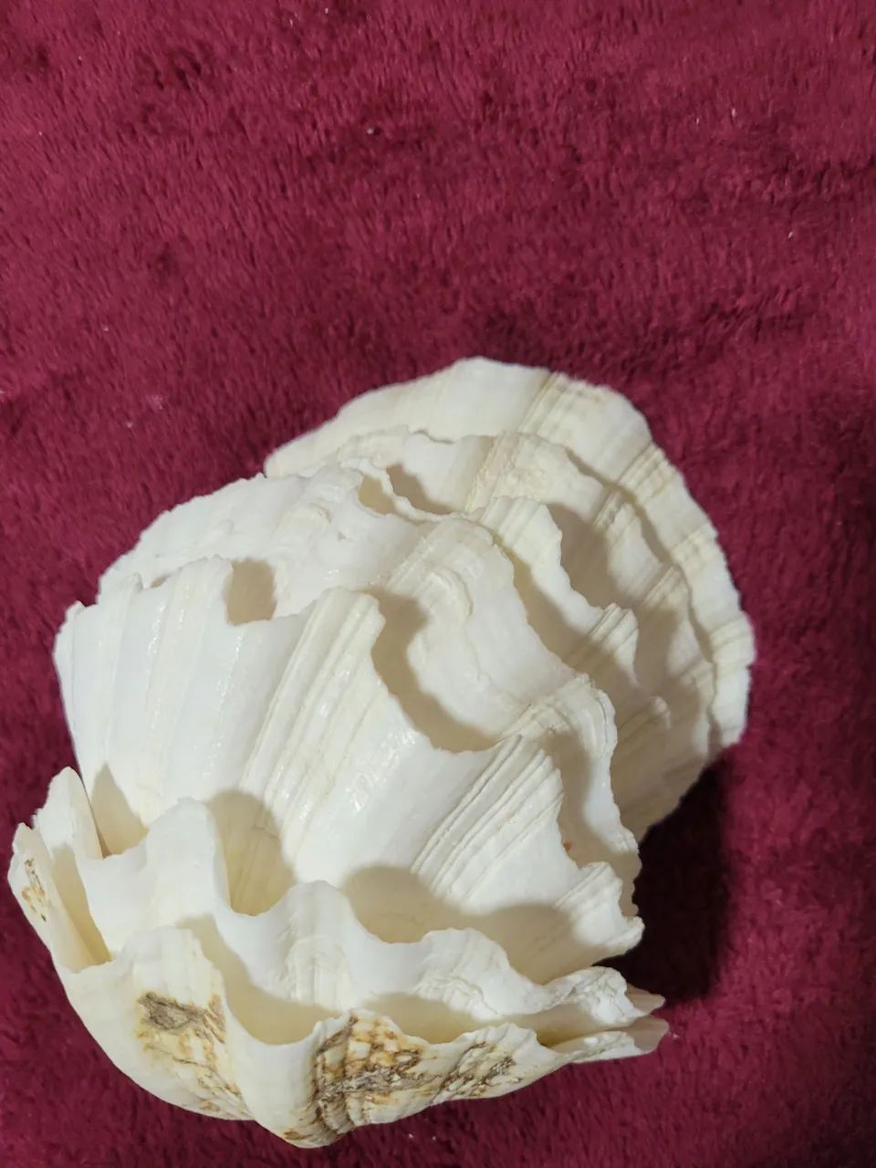 Conchas Hippopus hippopus conjunto  - Foto 3