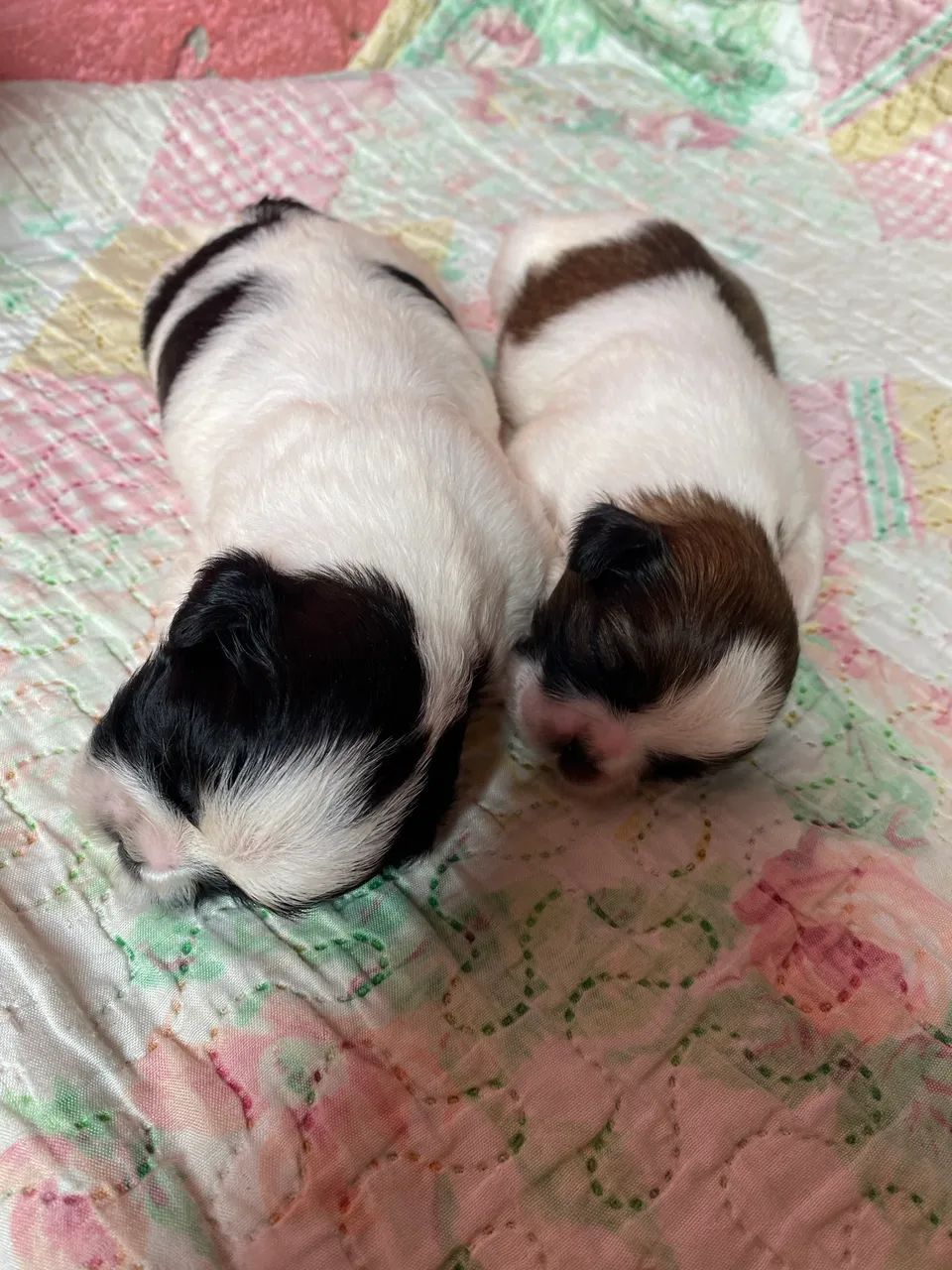 SHIH-TZU - Foto 3