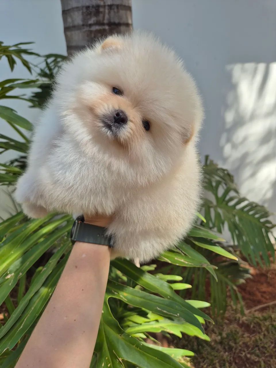 Macho spitz alemão  - Foto 2