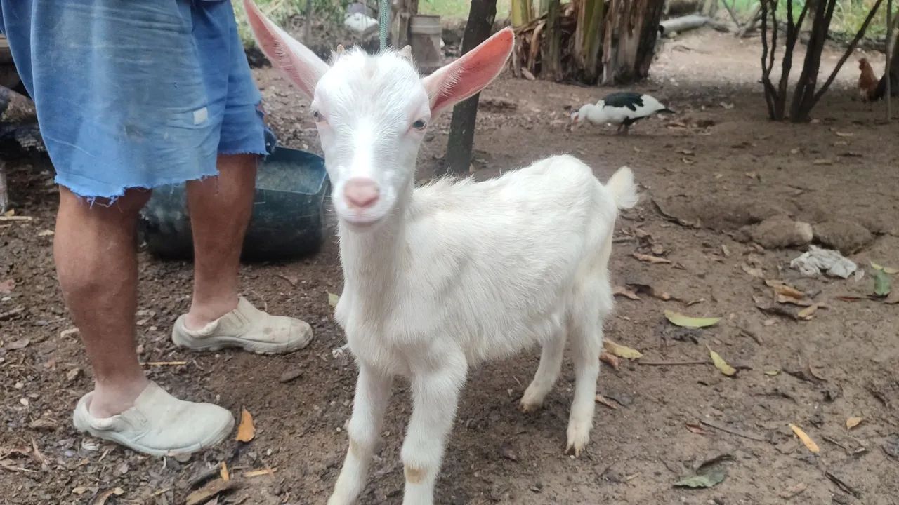 Bodinho Sammy  - Foto 2
