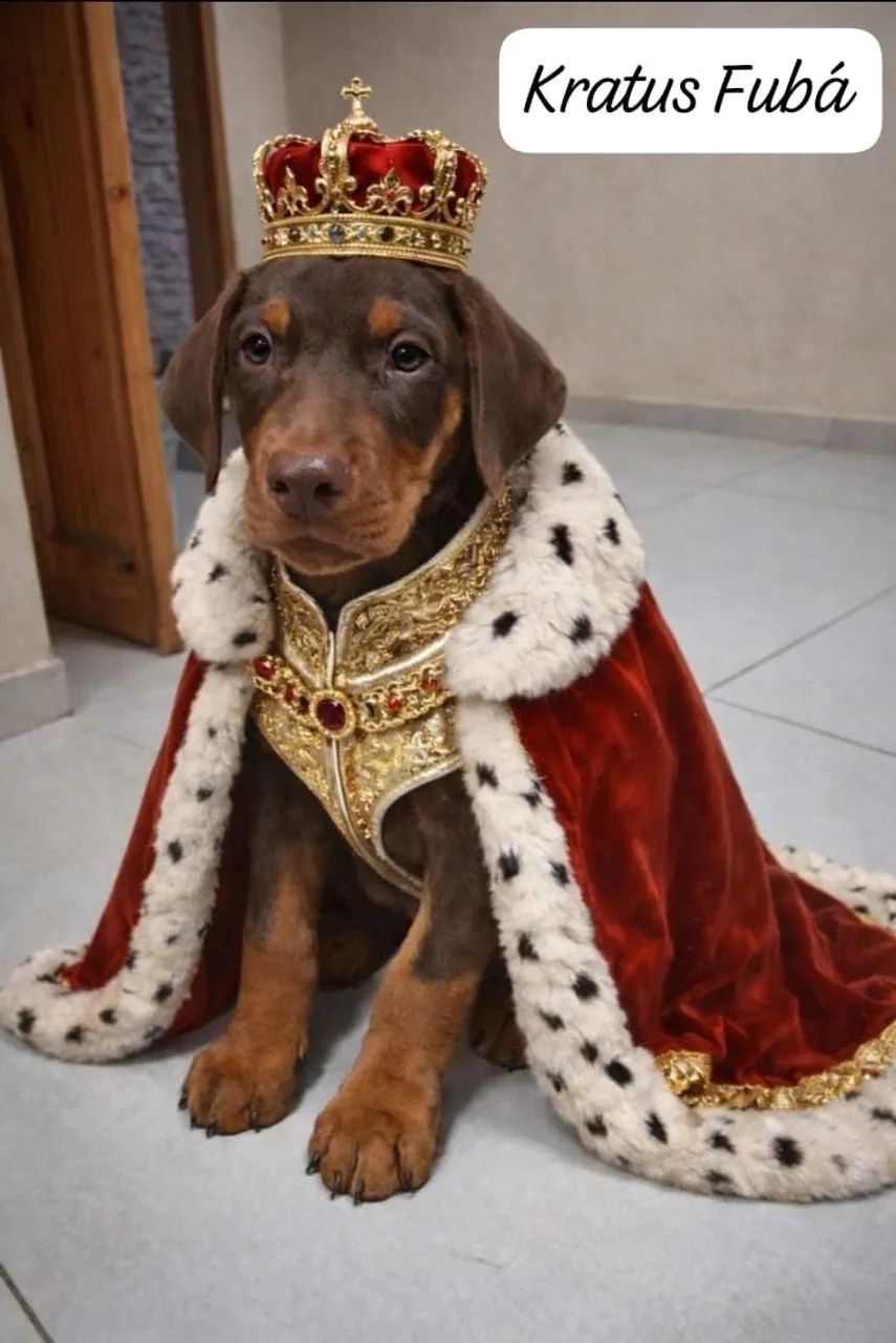 Doberman com pedigree  - Foto 3
