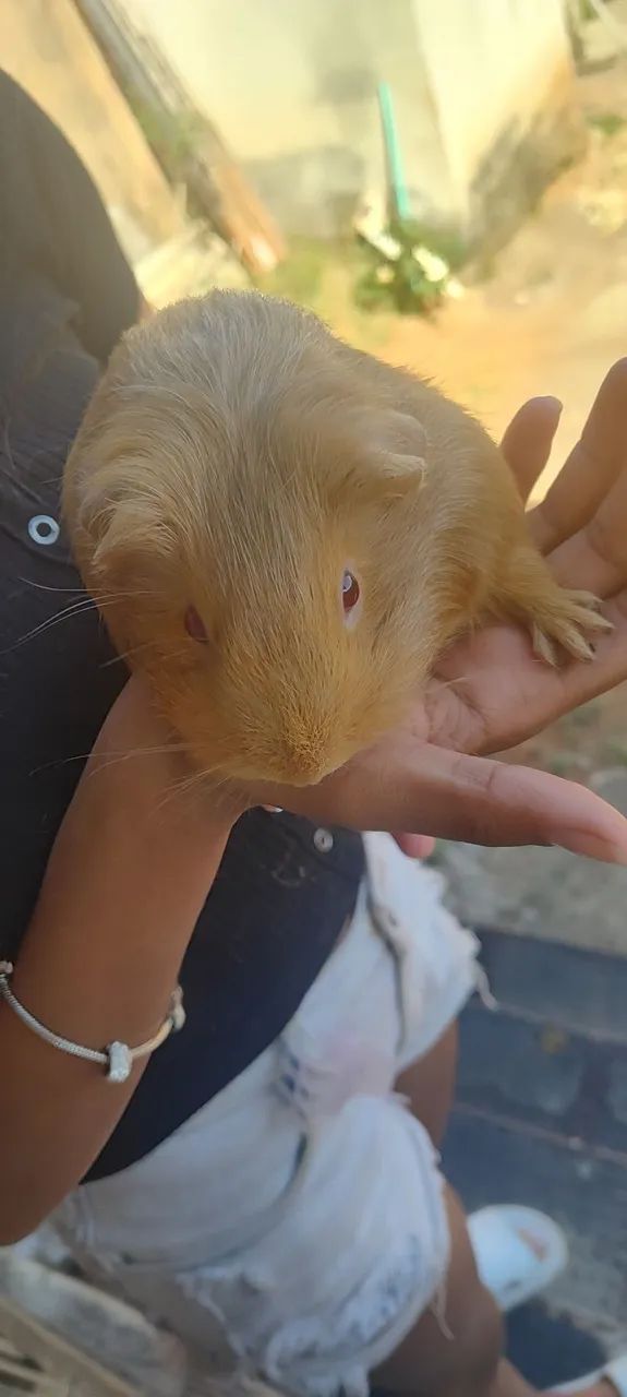 Doação porquinho da Índia 