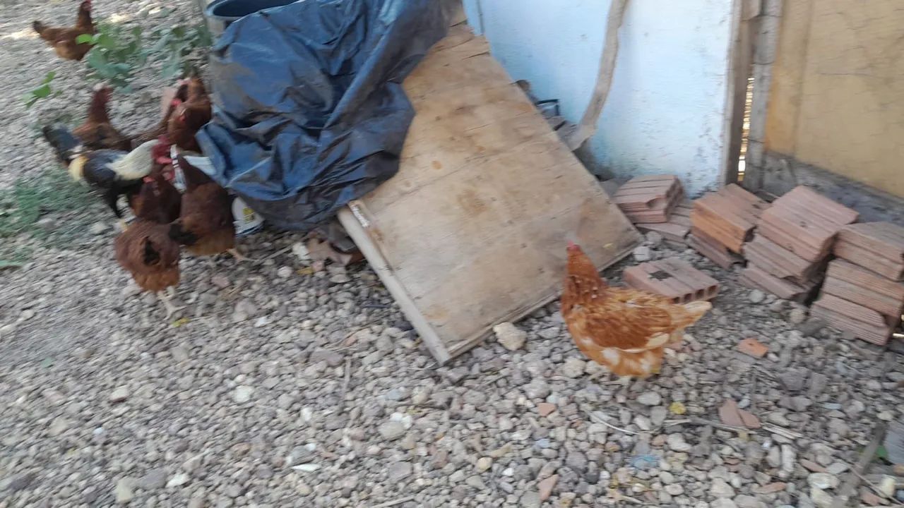 Ovos galados  - Foto 2