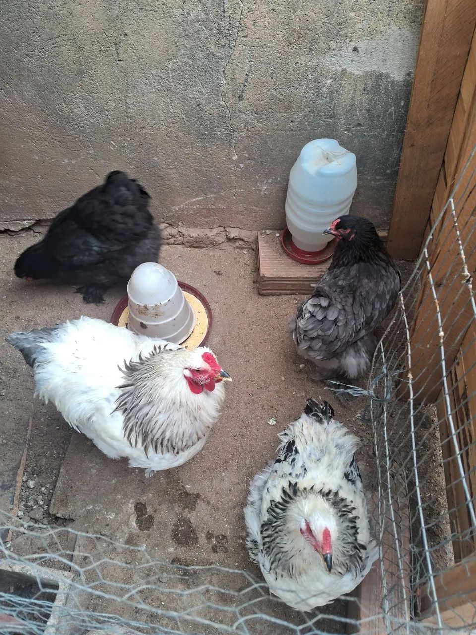 Ovos Brahma - Foto 3