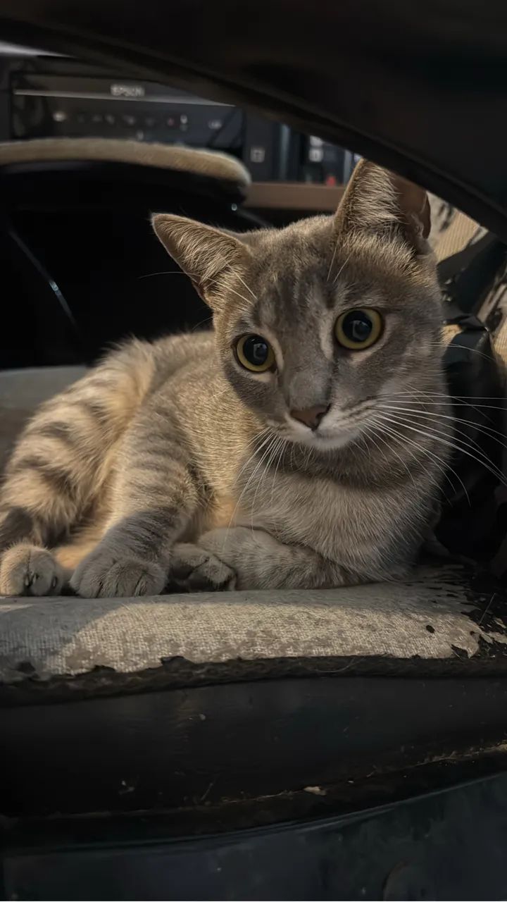 Doação gato