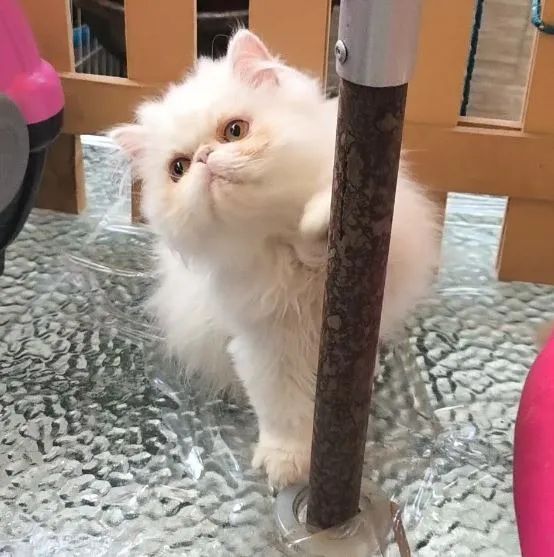 Filhotes de Gato Persa Exótico e Pelo Longo