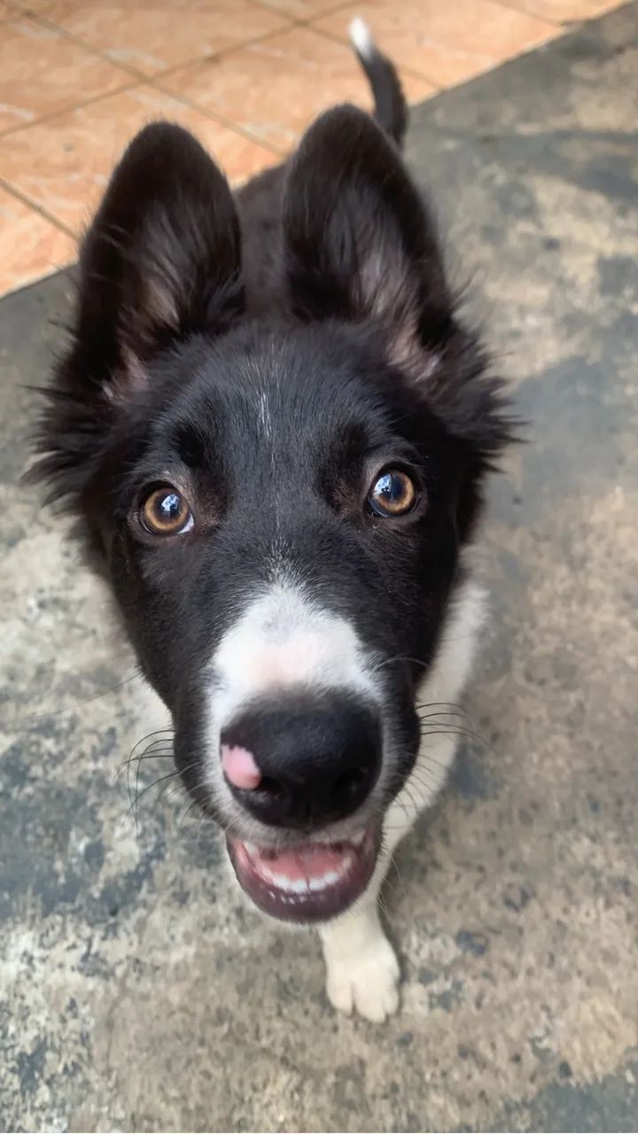 Border collie - Foto 4