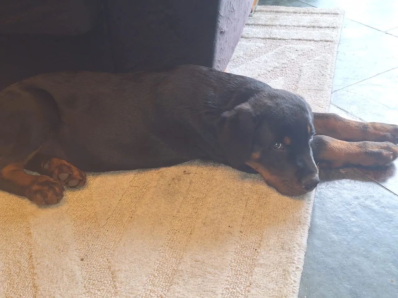  Cachorro  - Foto 5