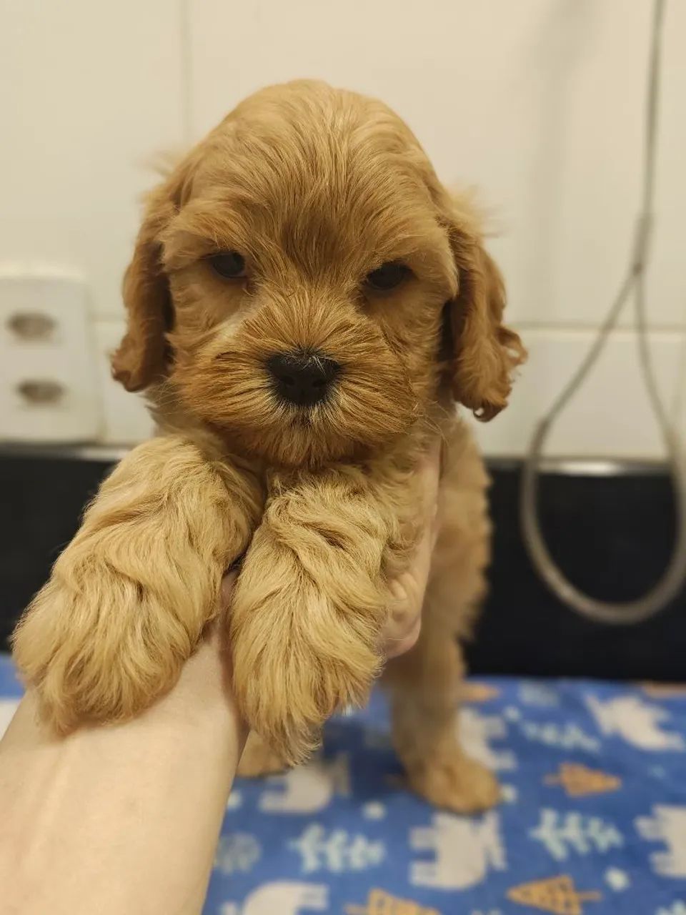 Lindos filhotes de Cavapoo machos na cor Creme  - Foto 4
