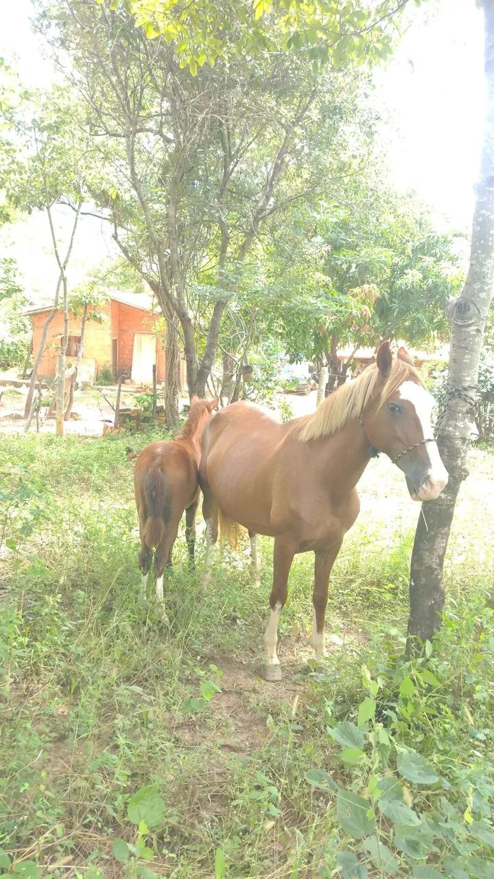 Égua para cavalgada e trabalhos no campo  - Foto 6