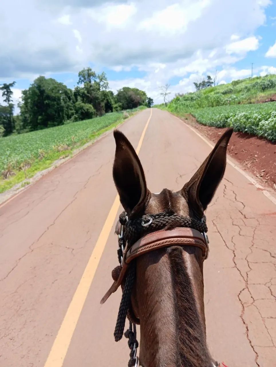 Vendo burro - Foto 3