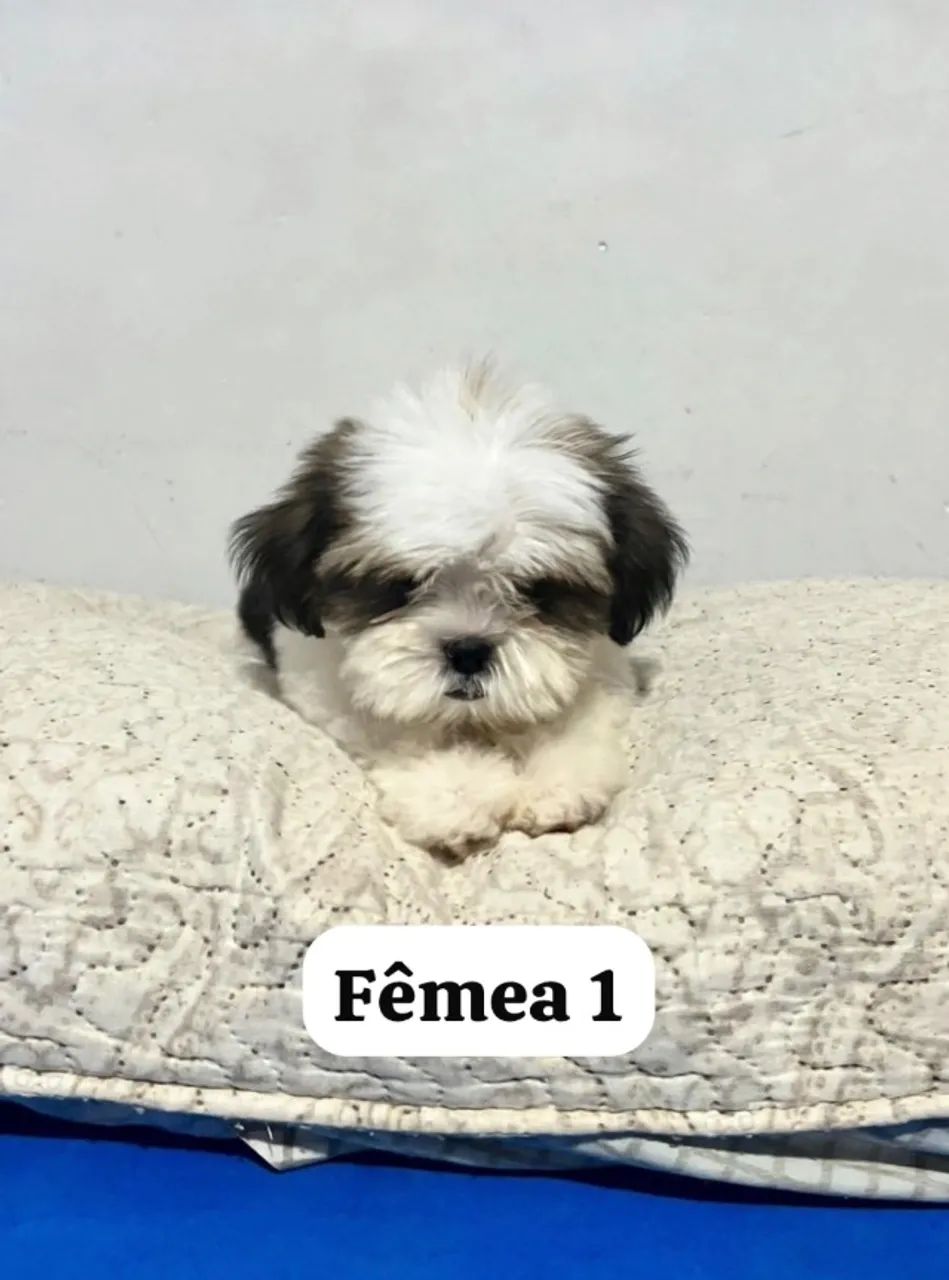Shitszu 2 meses - Foto 4