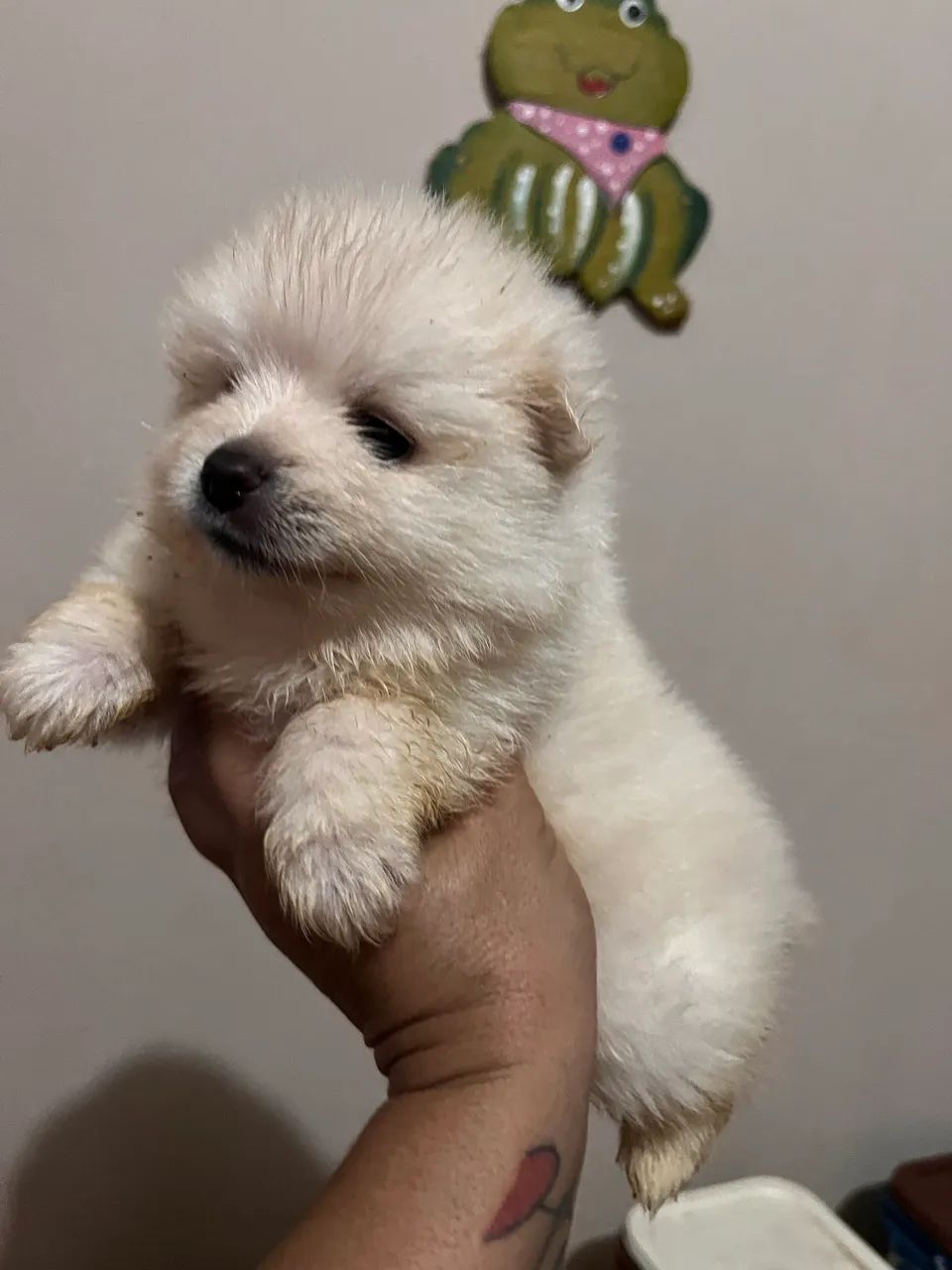 Spitz alemão machos - Foto 3