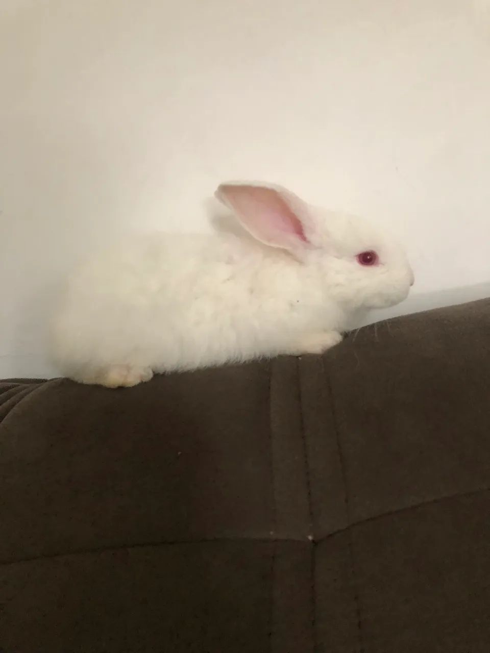 Coelho fêmea filhote nova zerlandia branco 
