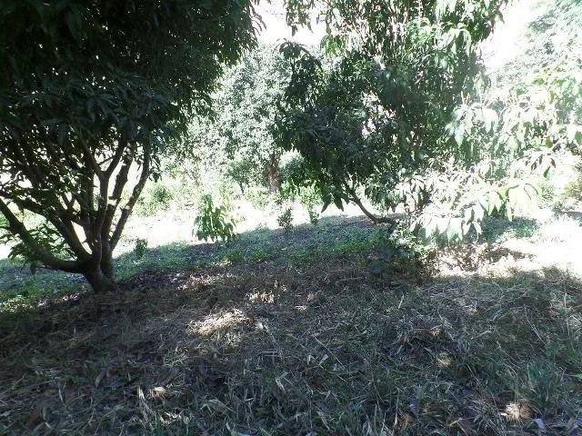 Sítio para venda tem 42.ooo  m² com 3 quartos e  muitas frutas. - Foto 5