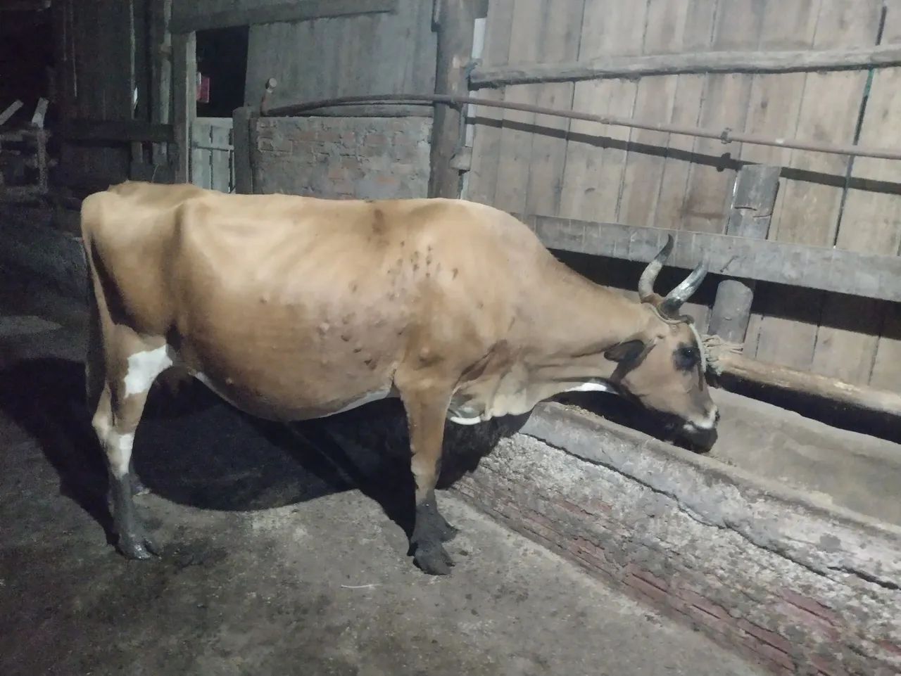 Vaca - Foto 5