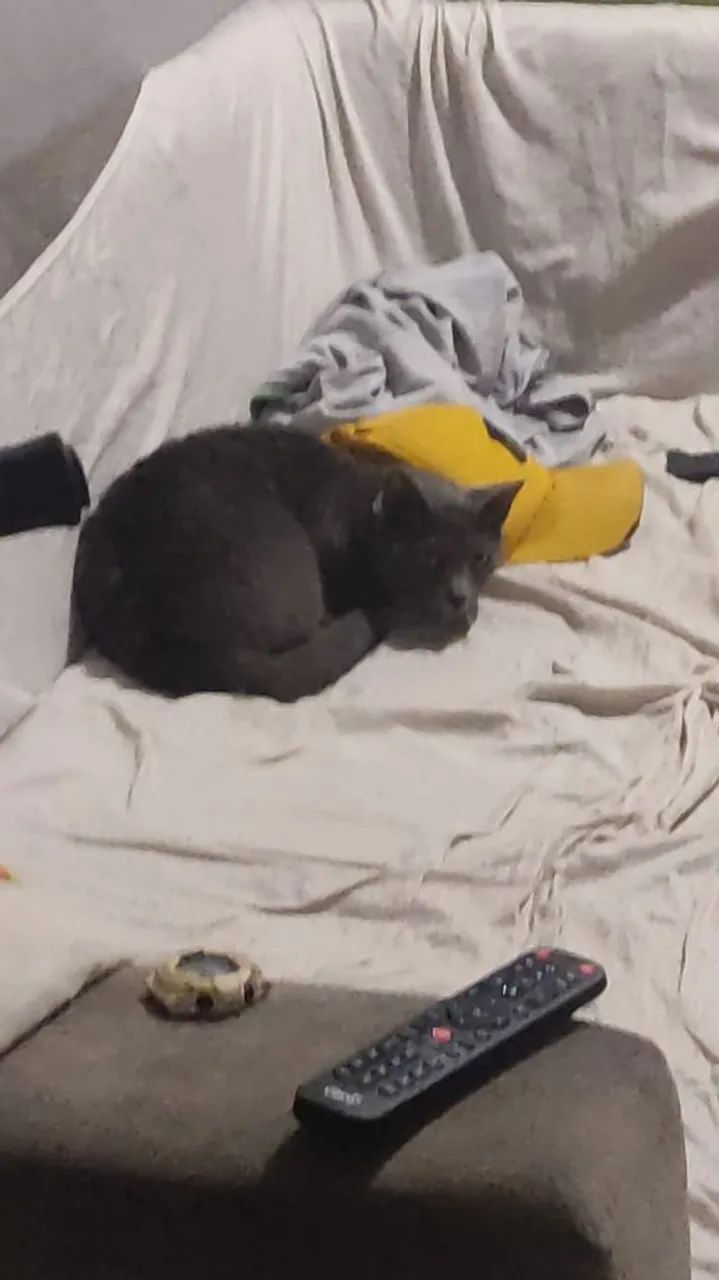 Doação de gata - Foto 3