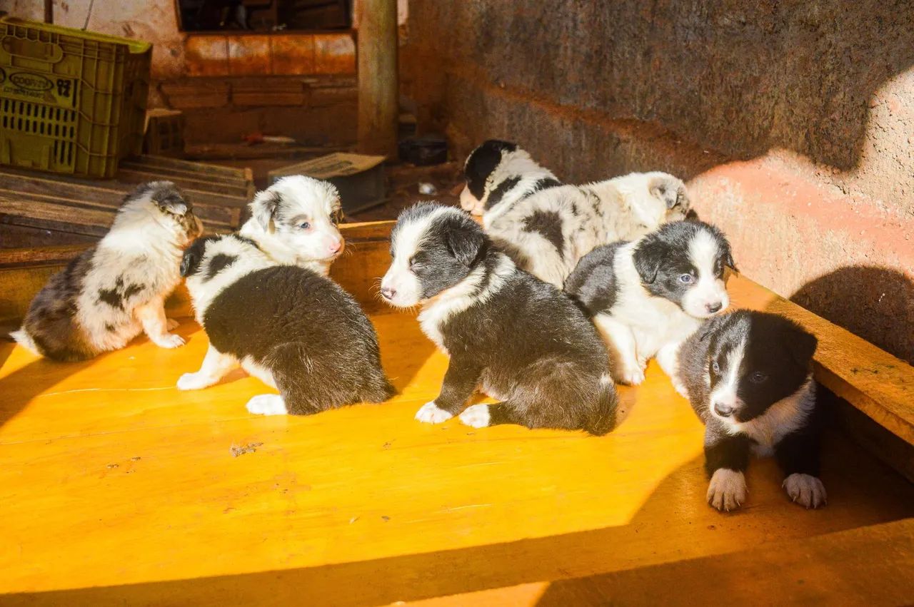 Filhotes de border collie 
