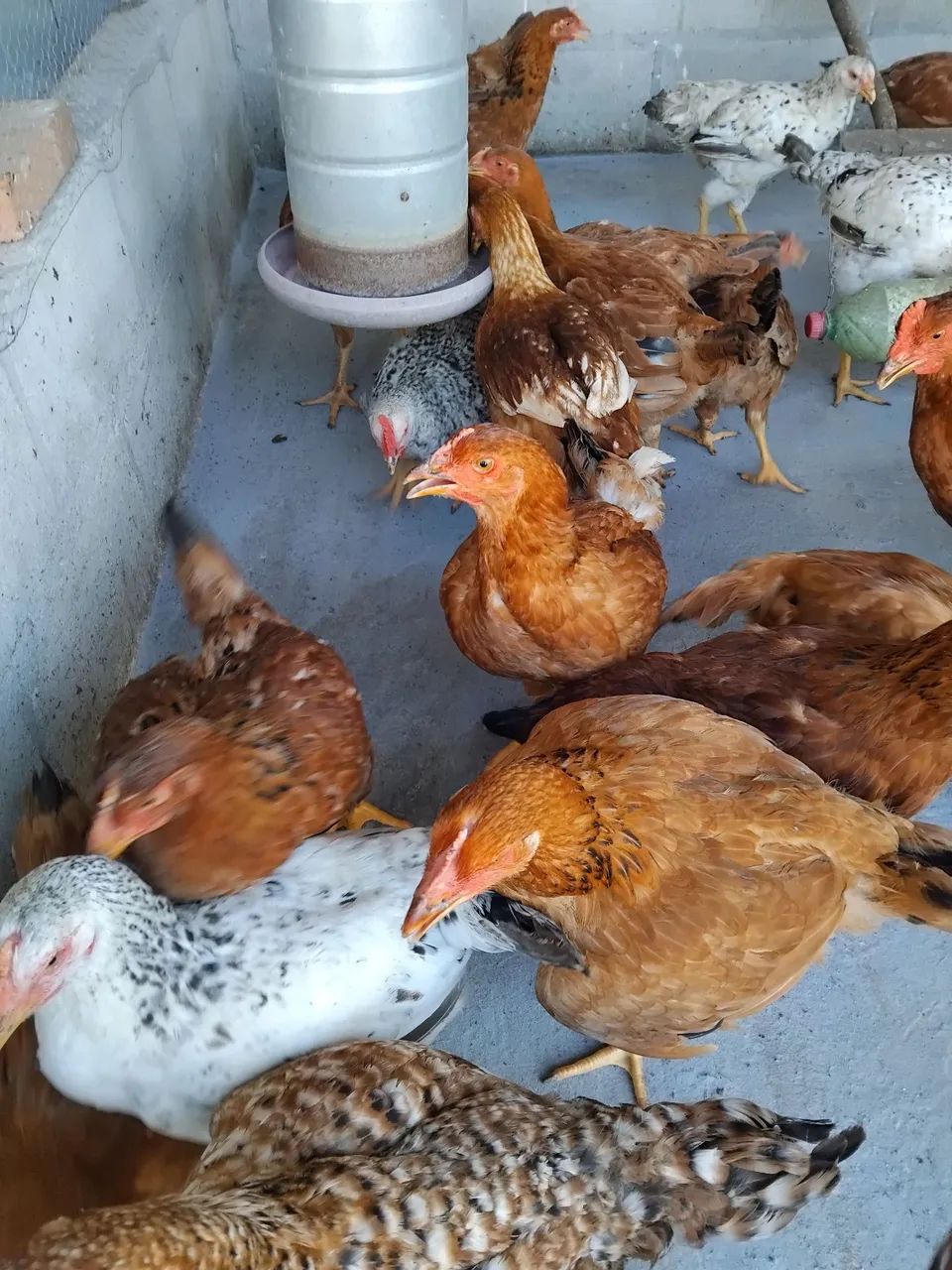 Frangos caipira. - Foto 2