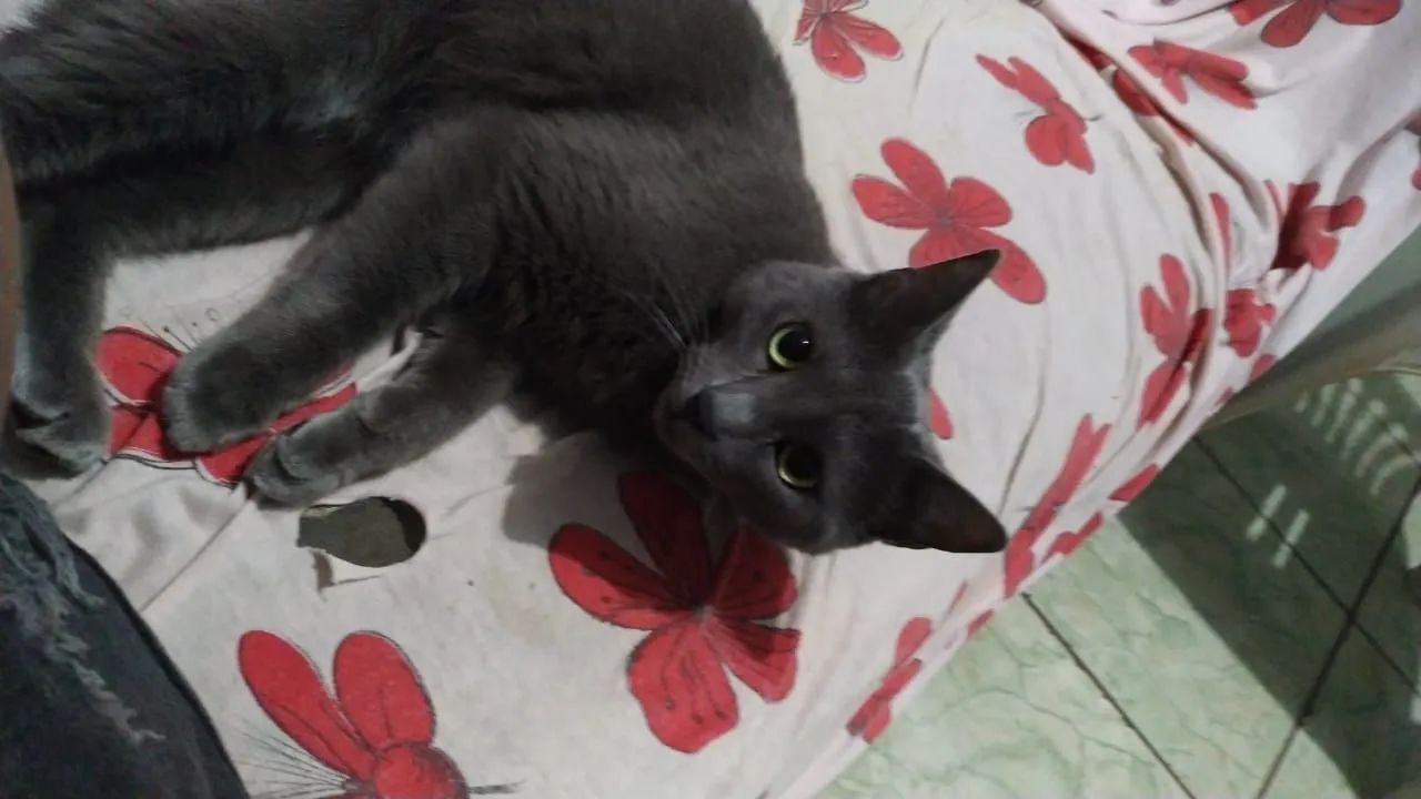Doação de gata - Foto 2
