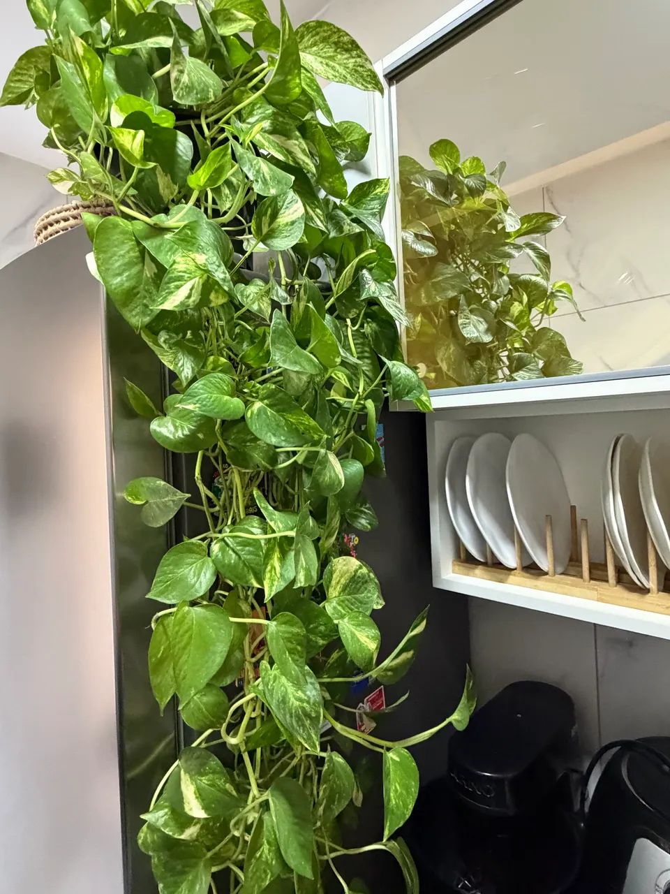 Planta jiboia  - Foto 5