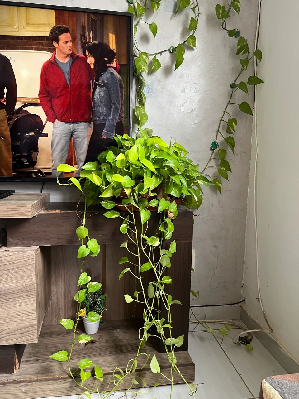 Plantas