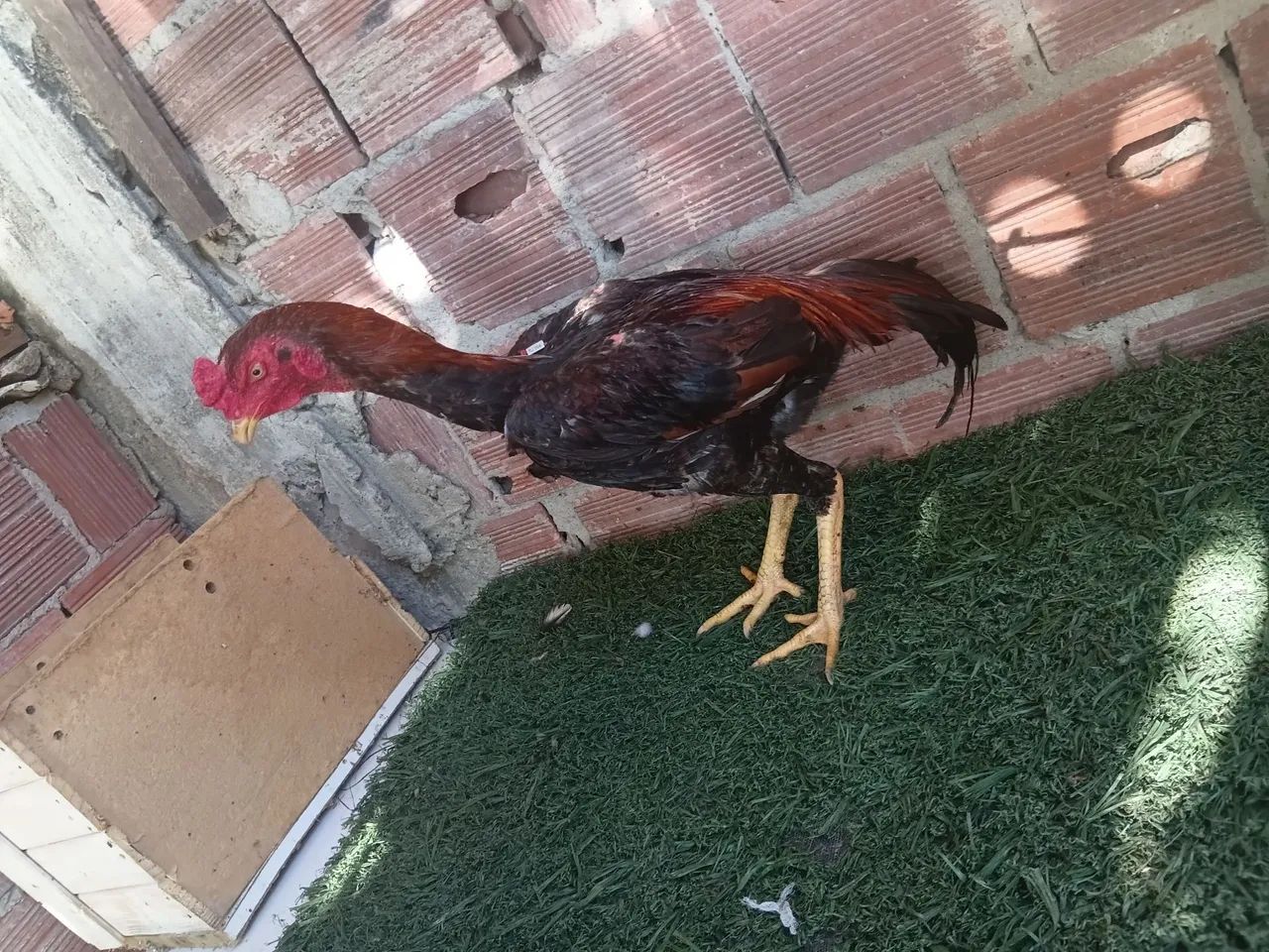 Frango indiano - Foto 4