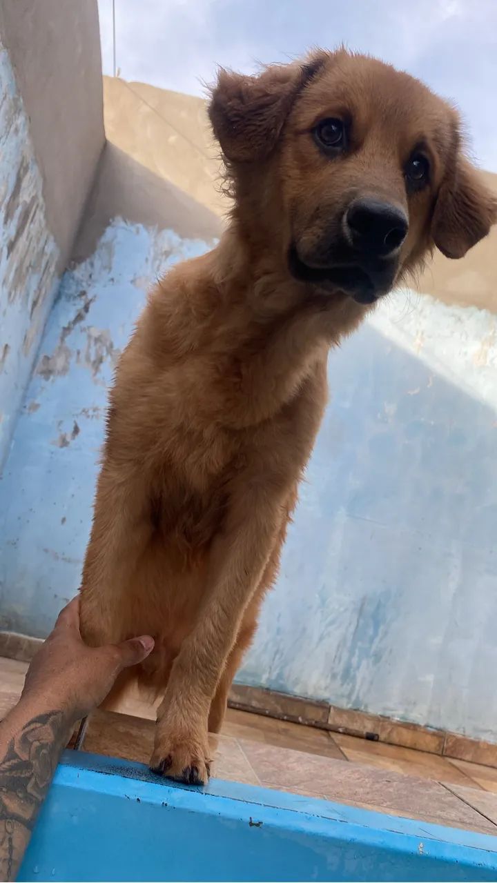 Cão  - Foto 3
