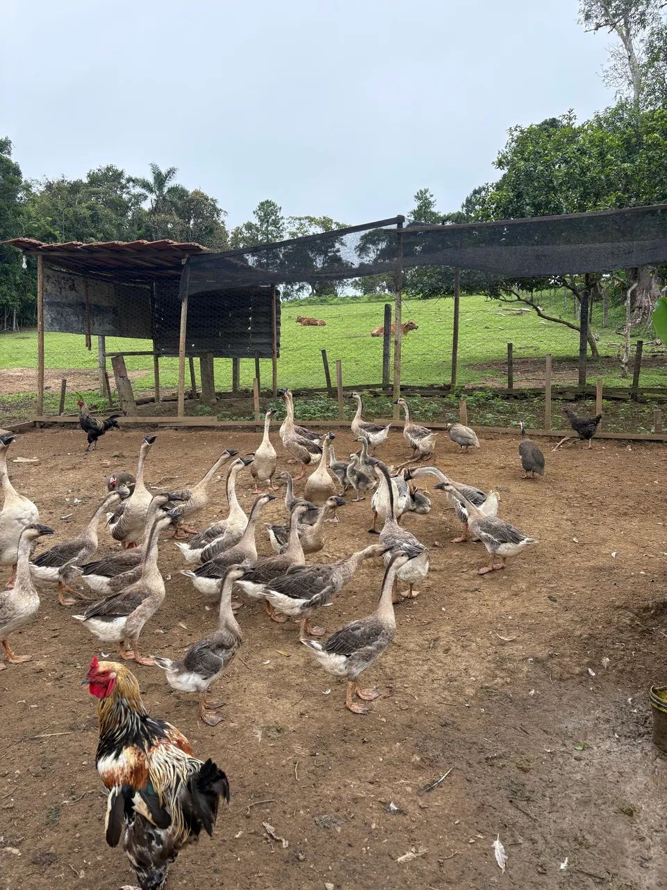 Ganso africano  - Foto 2