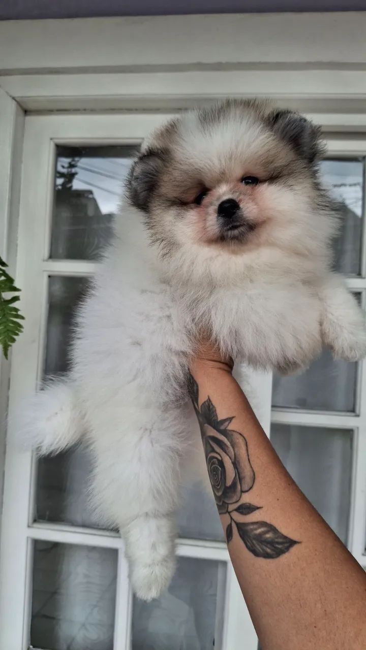 Spitz alemão  - Foto 3
