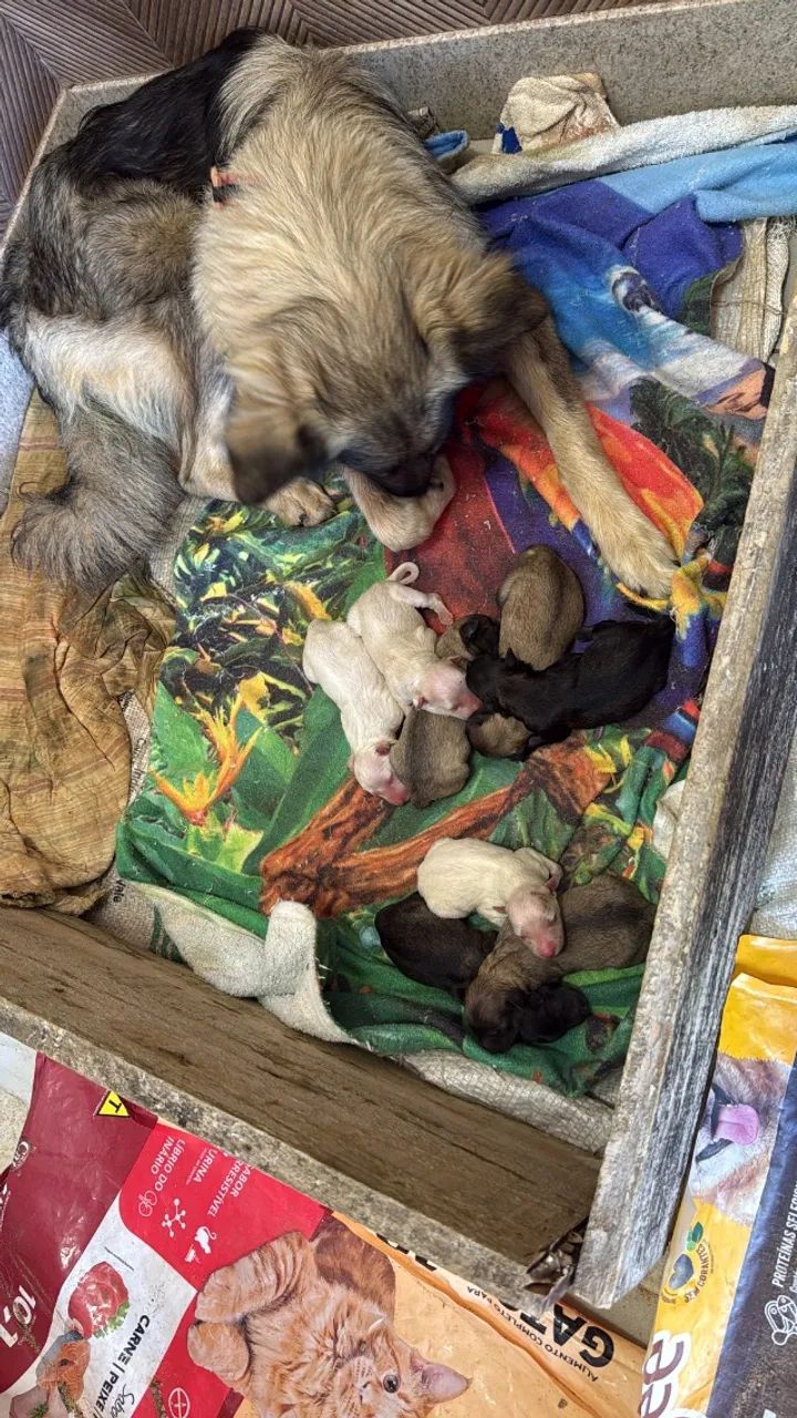 Cachorro, cães.  - Foto 3