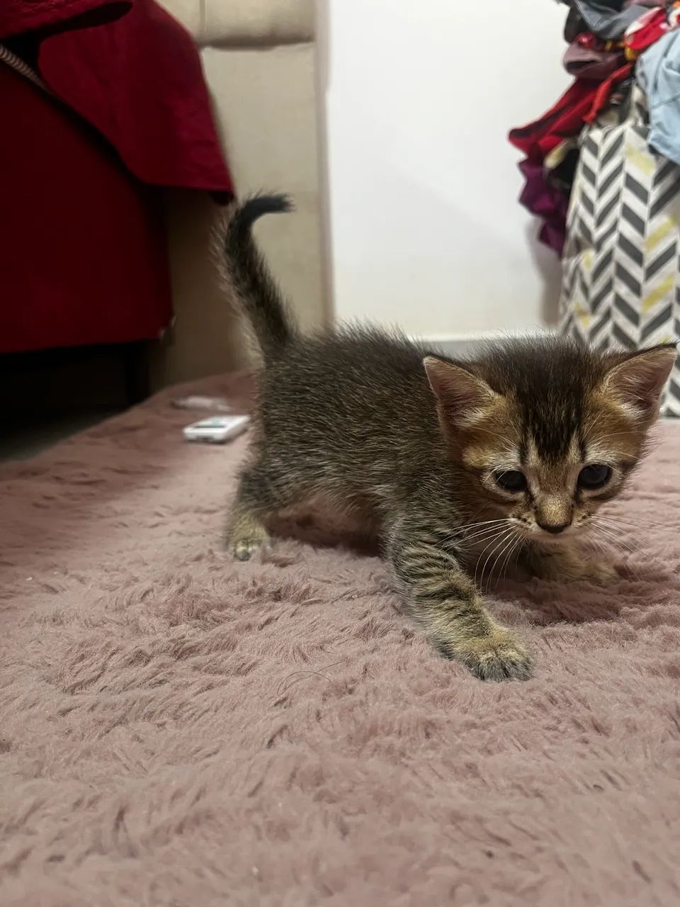 Doação de gato  - Foto 5